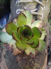 Sempervivum