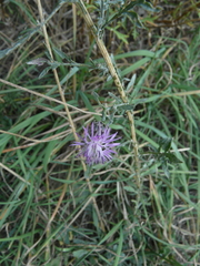 Centaurea ×psammogena