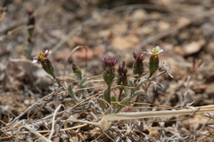 Lessingia tenuis