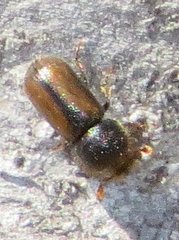 Trypodendron