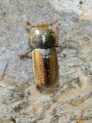 Trypodendron