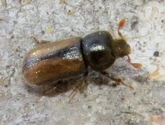 Trypodendron