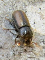 Trypodendron