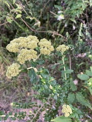 Ozothamnus cuneifolius