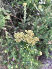 Ozothamnus cuneifolius
