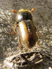 Trypodendron