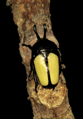 Dicheros bicornis yaekoae