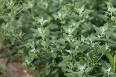 Chenopodium trigonon stellulatum