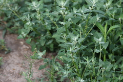 Chenopodium trigonon stellulatum