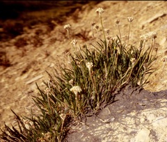 Eriogonum exilifolium