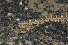 Crotalus oreganus oreganus