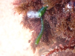 Chaetomorpha coliformis