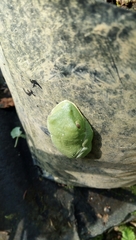 Agalychnis moreletii