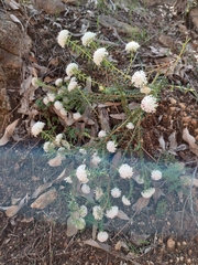 Pimelea spectabilis
