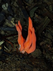 Clavulinopsis sulcata