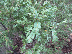 Buxus koreana