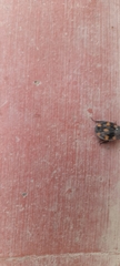 Therea regularis