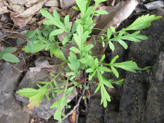 Patrinia scabiosifolia
