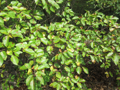 Carpinus turczaninovii