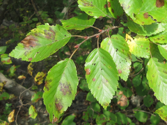 Carpinus turczaninovii
