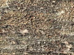 Lecanora albellula