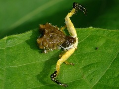 Phrynarachne ceylonica