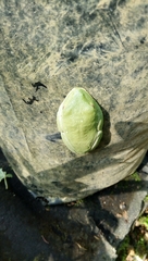 Agalychnis moreletii