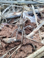 Centroctenus brevipes