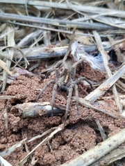 Centroctenus brevipes