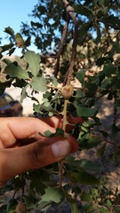 Disholcaspis canescens
