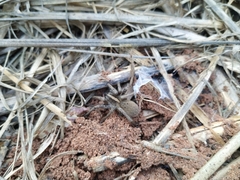 Centroctenus brevipes