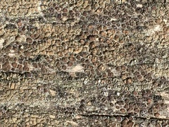 Lecanora albellula