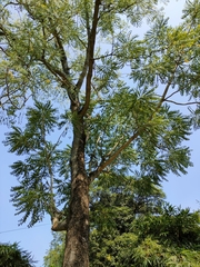 Ailanthus excelsa