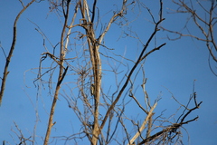 Melanerpes uropygialis