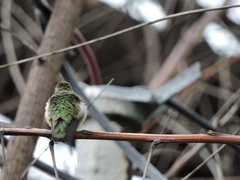 Archilochus colubris