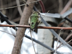 Archilochus colubris