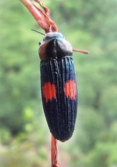 Strigoptera bimaculata