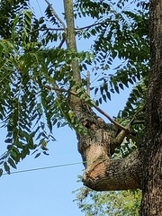 Ailanthus excelsa