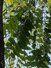 Ailanthus excelsa