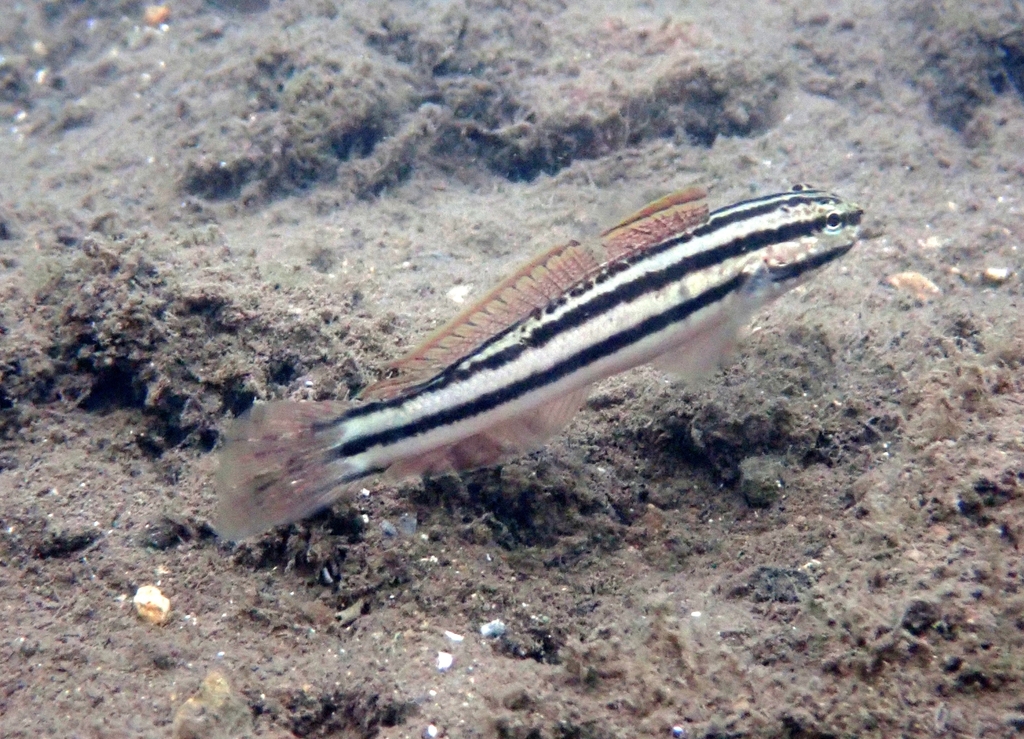 Link's goby (Amblygobius linki) — Gobiidae