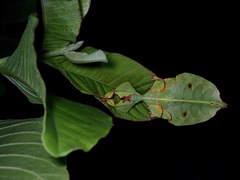 Pulchriphyllium bioculatum