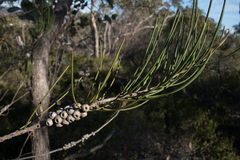 Melaleuca orophila