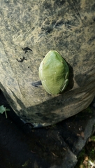 Agalychnis moreletii