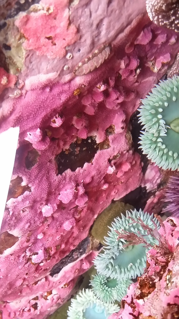 Solidobalanus