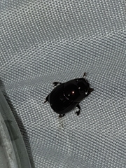 Ateuchus histeroides