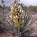 Banana Yucca - Photo (c) Walter Fertig, some rights reserved (CC BY-NC), uploaded by Walter Fertig