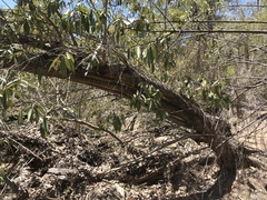 Lophostemon grandiflorus