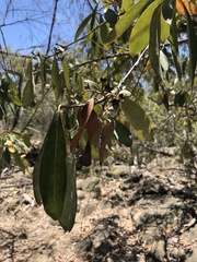 Lophostemon grandiflorus