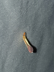 Shellenius ballii