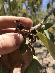 Lophostemon grandiflorus